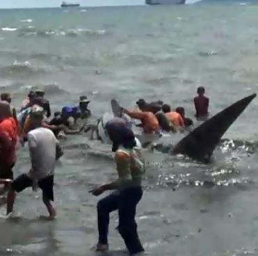 Hiu Paus Ukuran Enam Meter Terdampar di Pantai Sukaraja Lampung